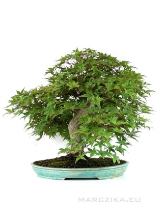 Acer palmatum 'Deshojo' - Japanese maple in glazed flat pot