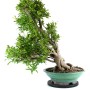 Punica granatum - Pomegranate bonsai in glazed circular pot