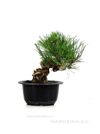 Pinus thunbergii - Japanese black pine pre-bonsai in neagari style
