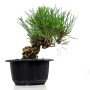 Pinus thunbergii - Japán feketefenyő bonsai alapanyag neagari stílusban