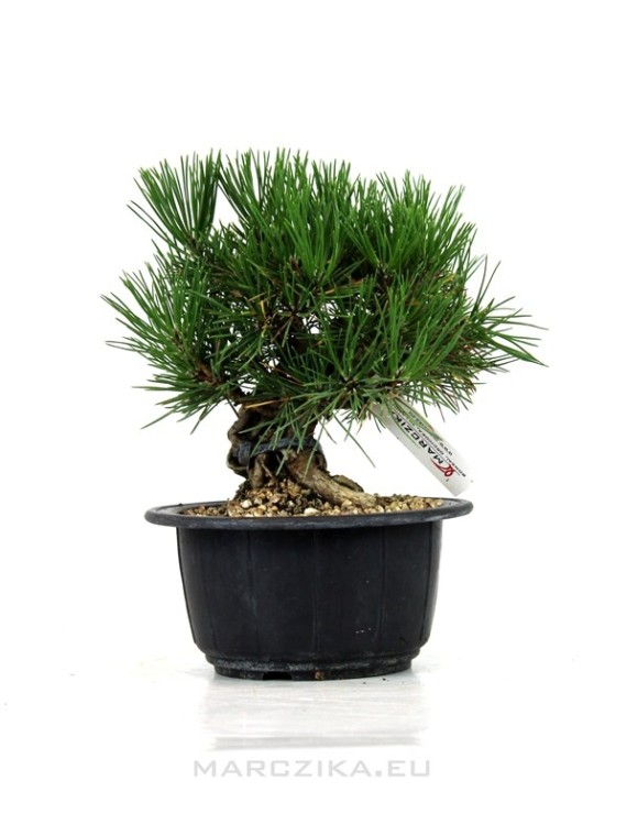 Pinus thunbergii - Japanese black pine pre-bonsai in neagari style 02.