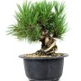 Pinus thunbergii - Japanese black pine pre-bonsai in neagari style 02.