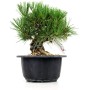 Pinus thunbergii - Japán feketefenyő bonsai alapanyag neagari stílusban 02.