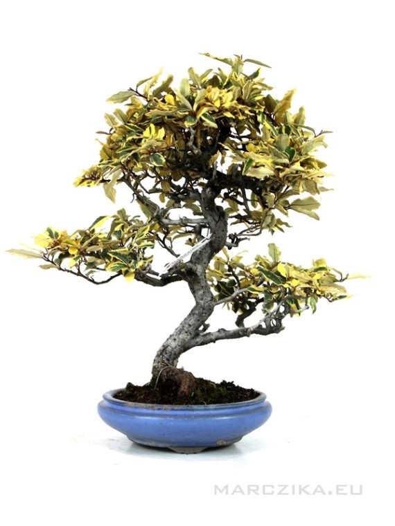 Elaeagnus pungens 'Variegata' - Thorny olive bonsai 