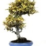 Elaeagnus pungens 'Variegata' - Tarkalevelű ezüstfa bonsai