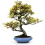 Elaeagnus pungens 'Variegata' - Thorny olive bonsai 