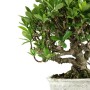 Gardenia jasminoides shohin bonsai 01.