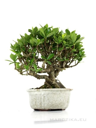 Gardenia jasminoides shohin bonsai 01.