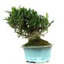 Gardenia shohin bonsai in 'shakan' style