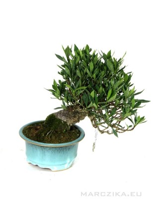 Gardénia shohin bonsai 'shakan' stílusban
