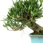 Gardénia shohin bonsai 'shakan' stílusban