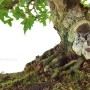 Kifu size Trident maple in 'sekijoju' style