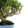 Gardenia jasminoides shohin bonsai 02.