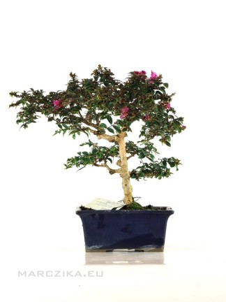 Lagerstroemia indica - Kínai selyemmirtusz shohin bonsai 01.
