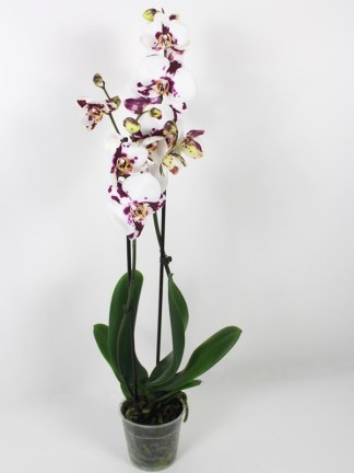 Phalaenopsis 2 száras boci tarka
