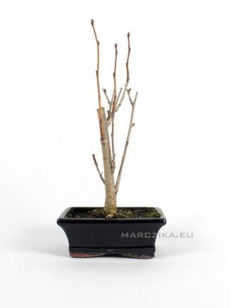 Ginkgo biloba bonsai - 15B mázas bonsai tálban