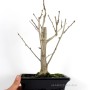 Ginkgo biloba bonsai - 20B mázas bonsai tálban
