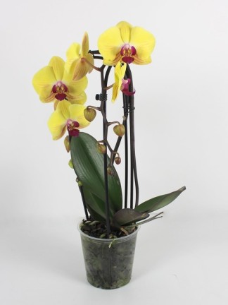 Phalaenopsis 2 száras cascad