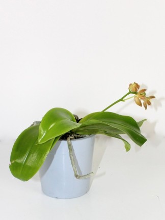 Phalaenopsis 1 száras 01.