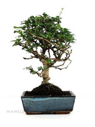 Carmona macrophylla - Borágófa bonsai 20B
