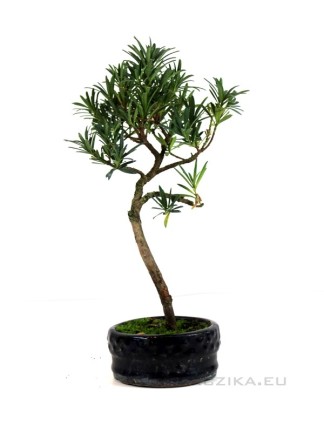 Podocarpus macrophylla - Kőtiszafa bonsai kerek tálban