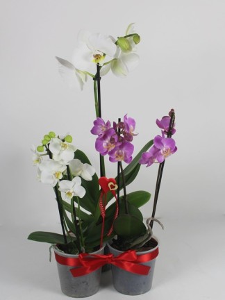 3 db orchidea egy csomagban 02.