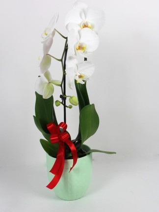 Phalaenopsis 1 száras cascad  