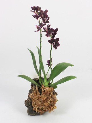 Phalaenopsis 2 száras mini kis virágú