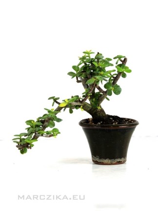 Portulacaria afra 'lemon' - Elephant bush bonsai in round pot