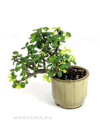 Portulacaria afra 'lemon' - Elephant bush bonsai in round cascade pot