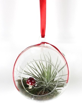 Tillandsia üveggömbben karácsonyi dekorációval