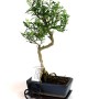 Bonsai ajándékcsomag - Borsfa bonsai 20S