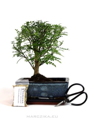 Bonsai ajándékcsomag - Borsfa bonsai 20B