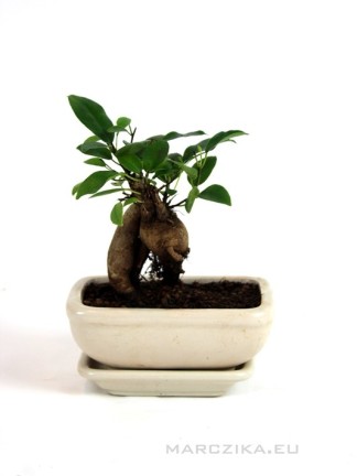 Ficus ginseng mázas fehér tálban