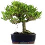 Gardenia jasminoides shohin bonsai 04.