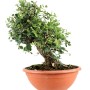 Quercus suber - Paratölgy bonsai alapanyag