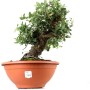 Quercus suber - Paratölgy bonsai alapanyag