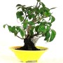 Euonymus sp. shohin bonsai