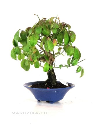 Mediterrán és hidegházi bonsaiok