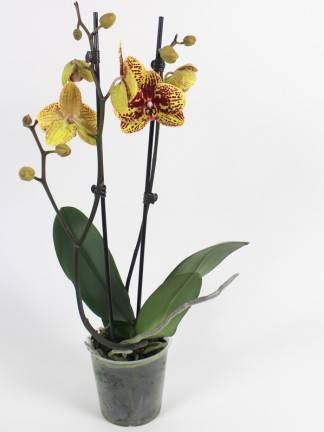 Phalaenopsis 2 száras 02.