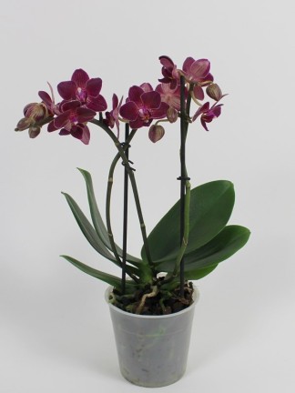 Phalaenopsis 2 száras 05.