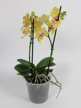 Phalaenopsis 2 száras 07.