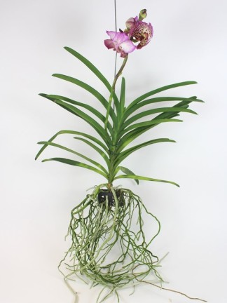 Vanda orchidea 02.