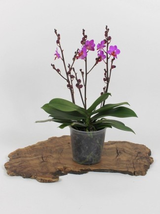 Phalaenopsis Table Mystery