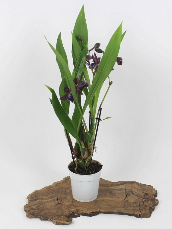 Zygopetalum hibrid orchidea 3 virágszáras