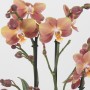 Phalaenopsis Monaco Exclusivo