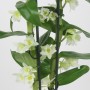 Dendrobium nobile fehér virágú