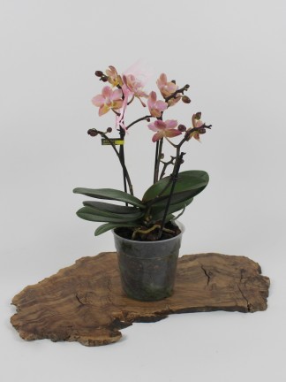 Phalaenopsis Multiflora 