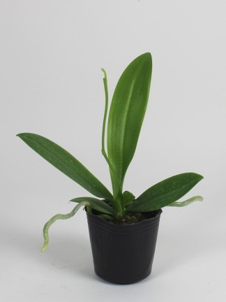 Phalaenopsis intermedia 'yelow lip'