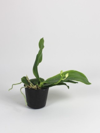 Phalaenopsis tetrapsis (alba green)